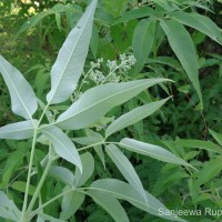 Vitex negundo L.